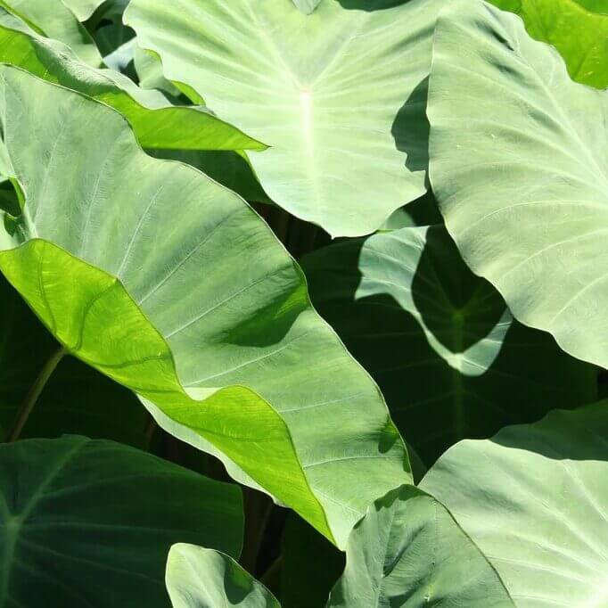 Colocasia Leaves